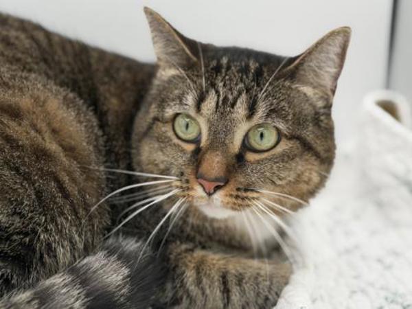 Della, Adoptable, Adult Female Domestic Short Hair.