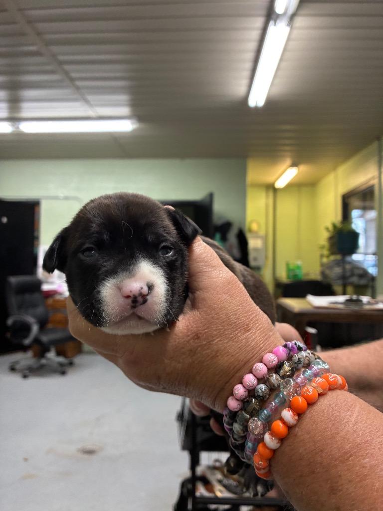 Baby #1, Adoptable, Puppy Female Pit Bull Terrier.