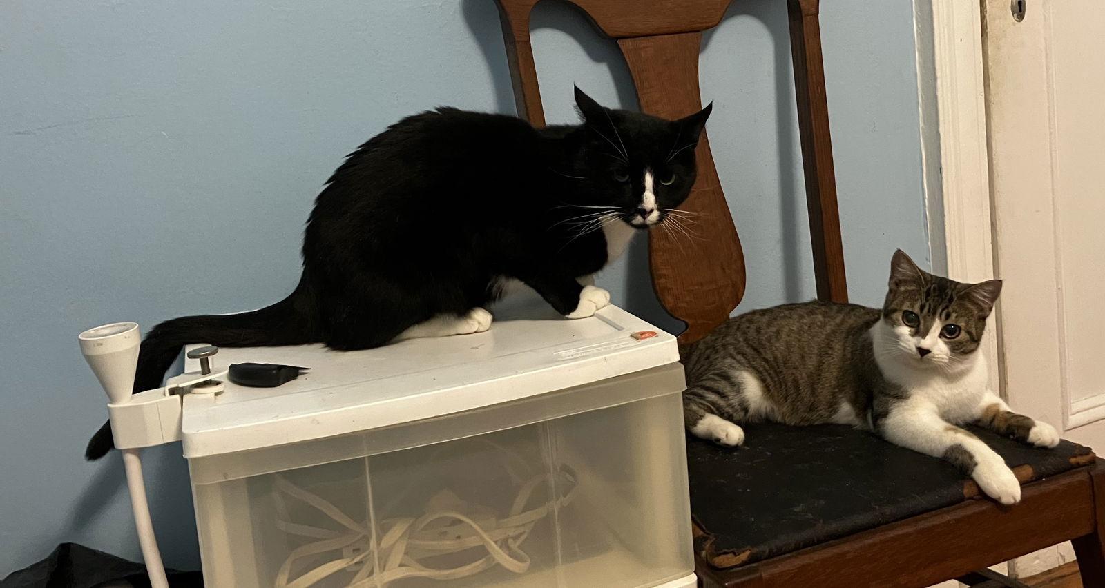 Charlie and Farrah, a Adoptable Domestic Short Hair in Brooklyn, NY image 1/3