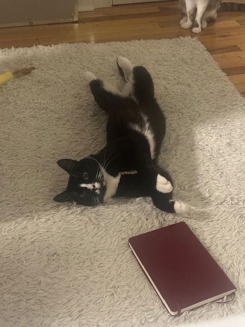 Enlarge Charlie and Farrah, a Adoptable Domestic Short Hair in Brooklyn, NY image 2/3