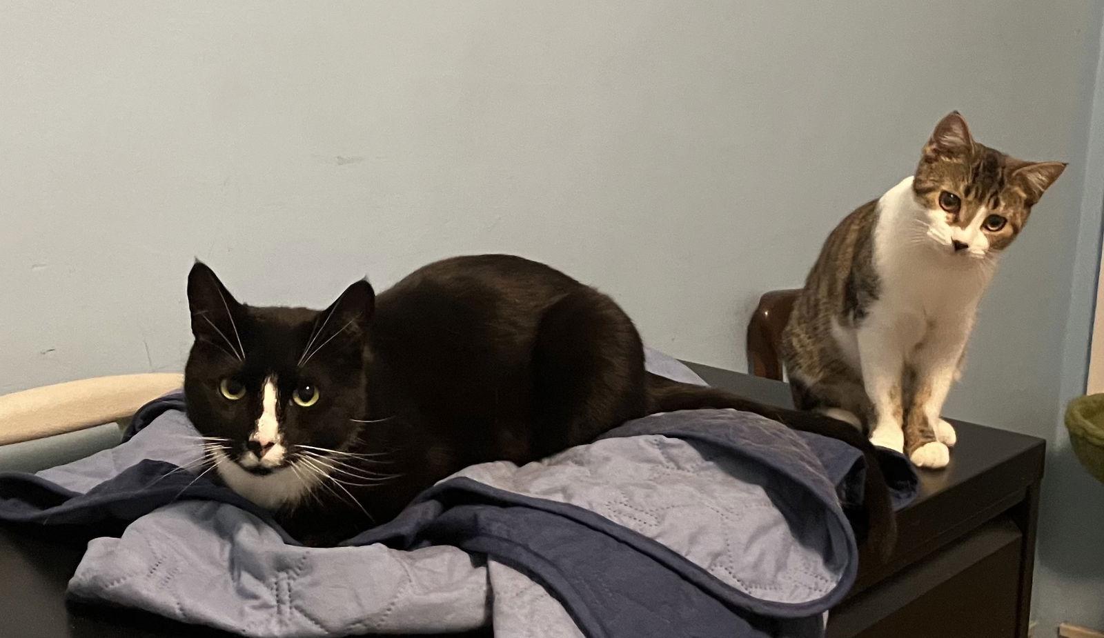 Charlie and Farrah, a Adoptable Domestic Short Hair in Brooklyn, NY image 3/3