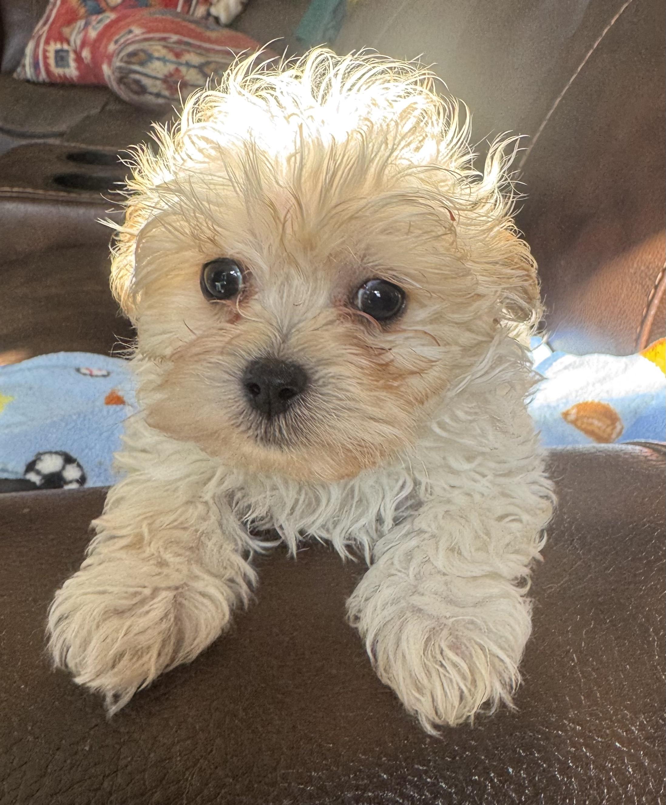 Enlarge Gabe, a ADOPTABLE Poodle (Toy) in Glenwood City, WI image 4/4