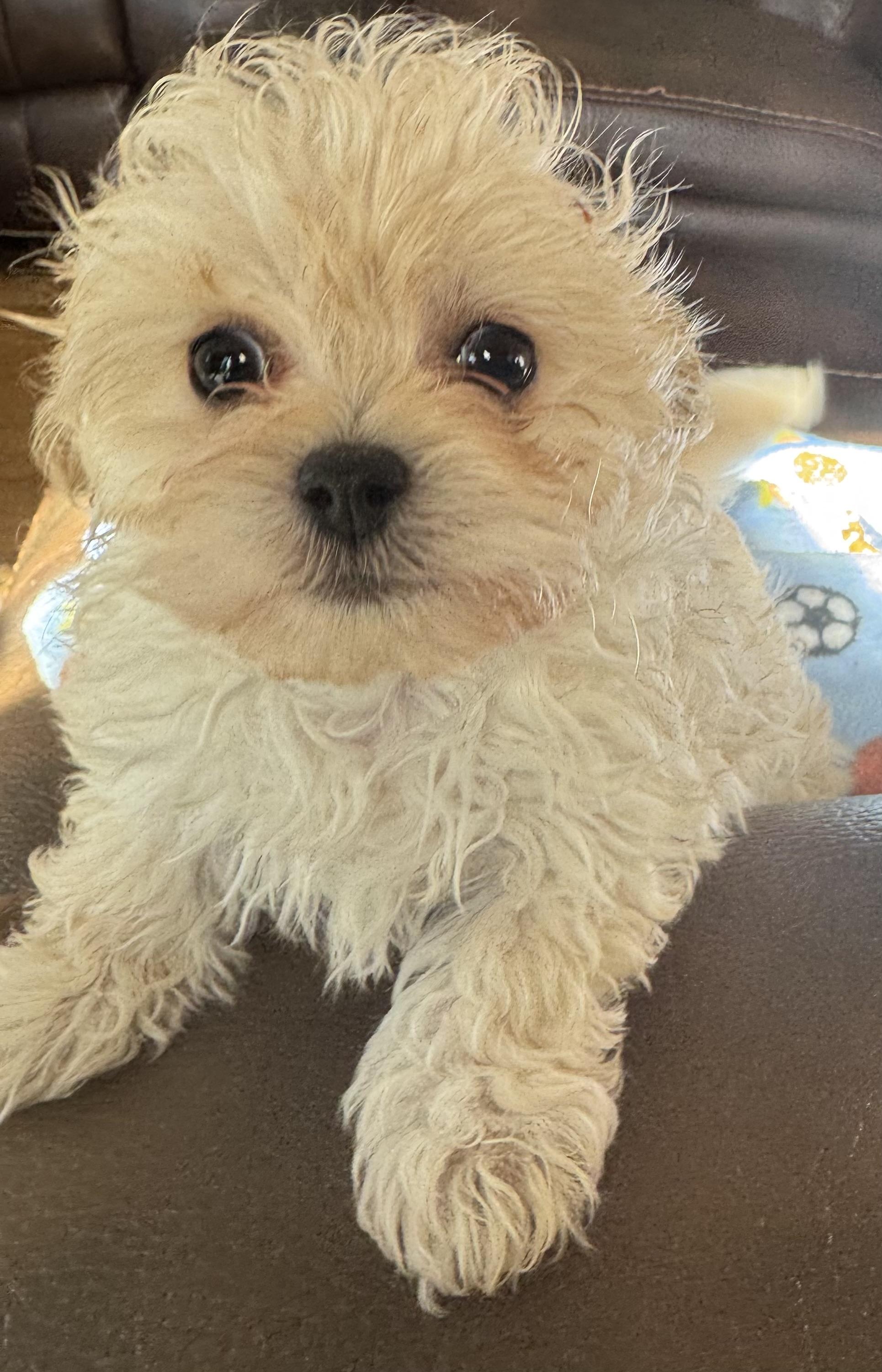 Enlarge Gabe, a ADOPTABLE Poodle (Toy) in Glenwood City, WI image 1/4