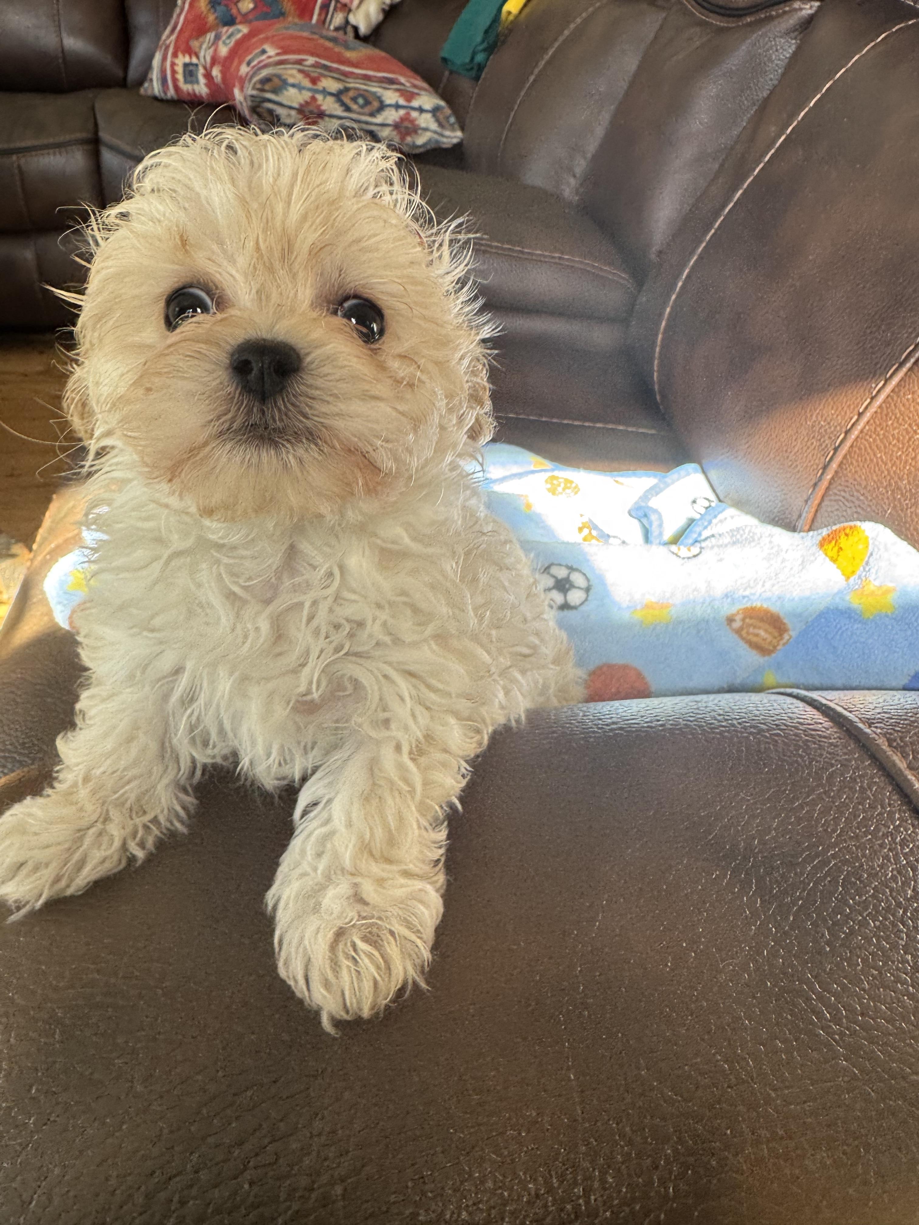 Enlarge Gabe, a ADOPTABLE Poodle (Toy) in Glenwood City, WI image 2/4