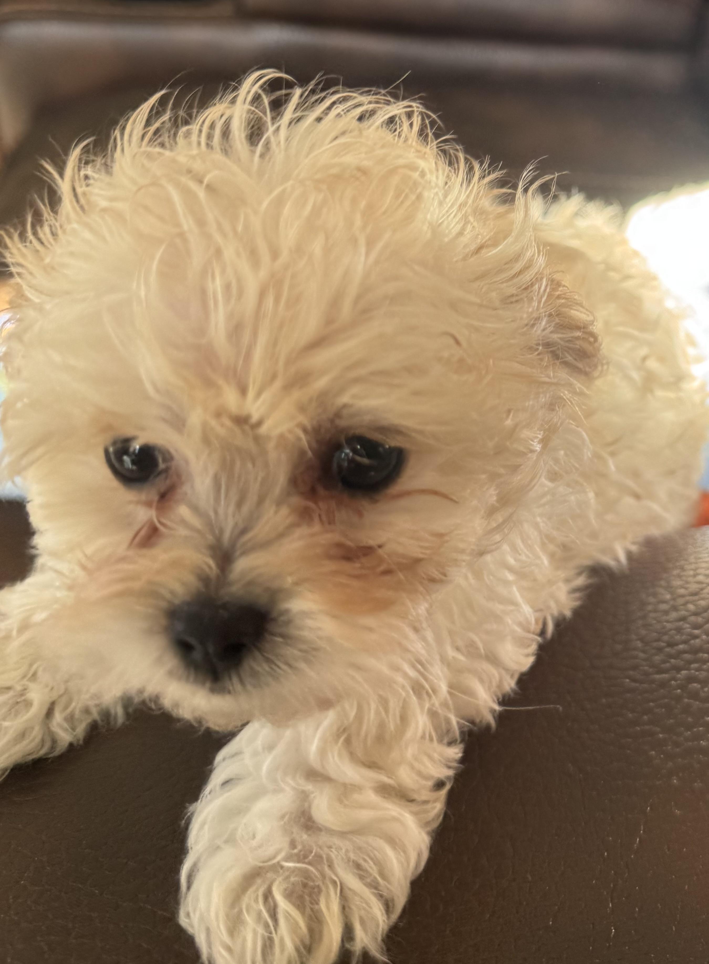 Enlarge Gabe, a ADOPTABLE Poodle (Toy) in Glenwood City, WI image 3/4