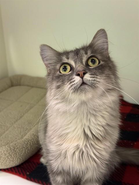 STARFIRE, Adoptable, Young Female Domestic Long Hair.