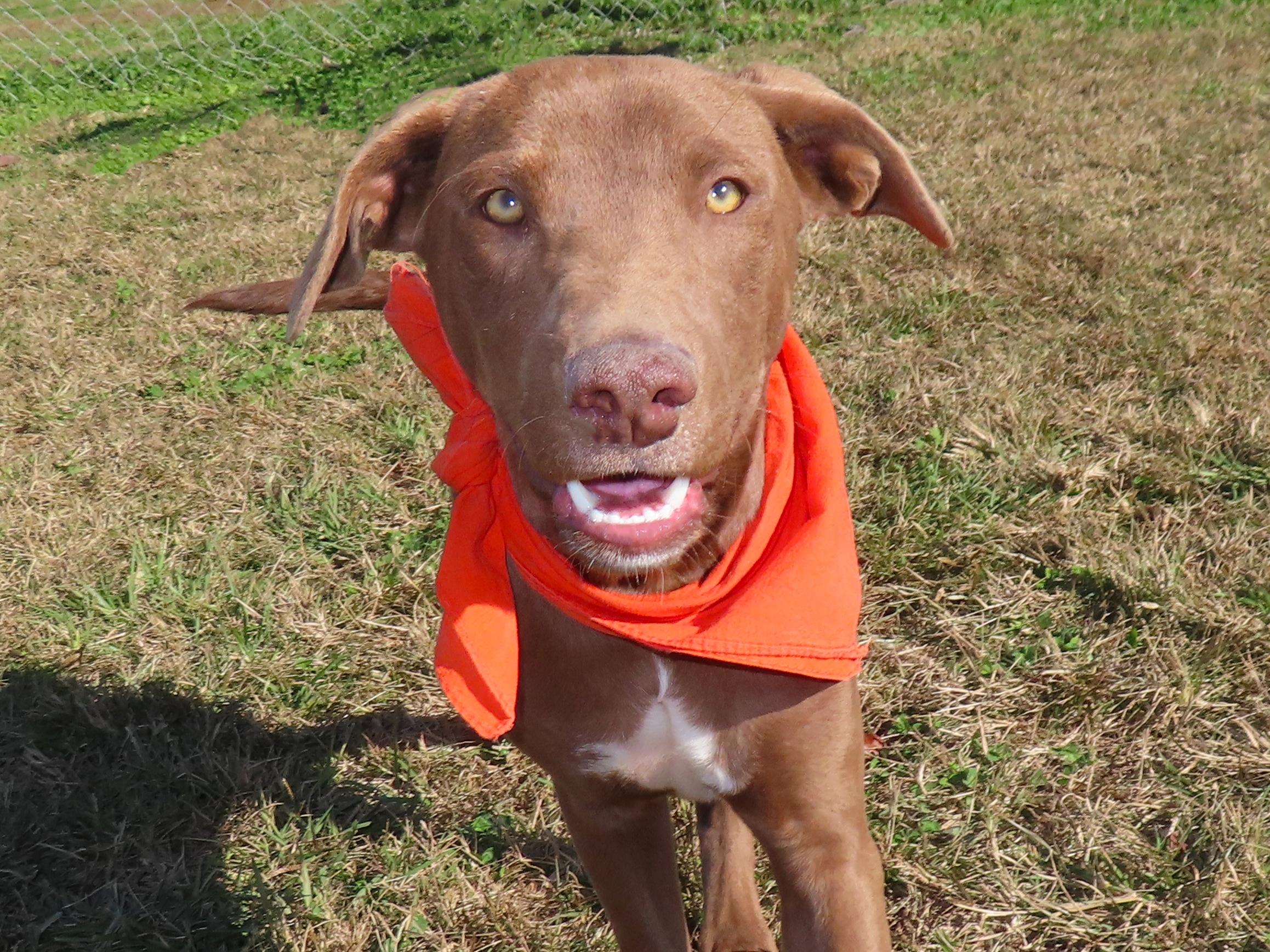 Gipp 25C-284, Adoptable, Puppy Male Chocolate Labrador Retriever & Vizsla.