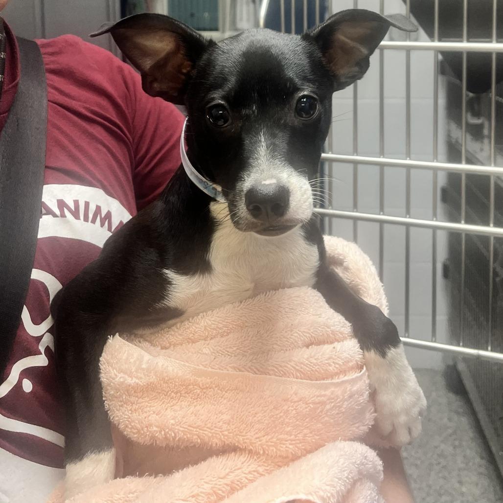 Club Sandwich, Adoptable, Puppy Male Terrier & Mixed Breed.