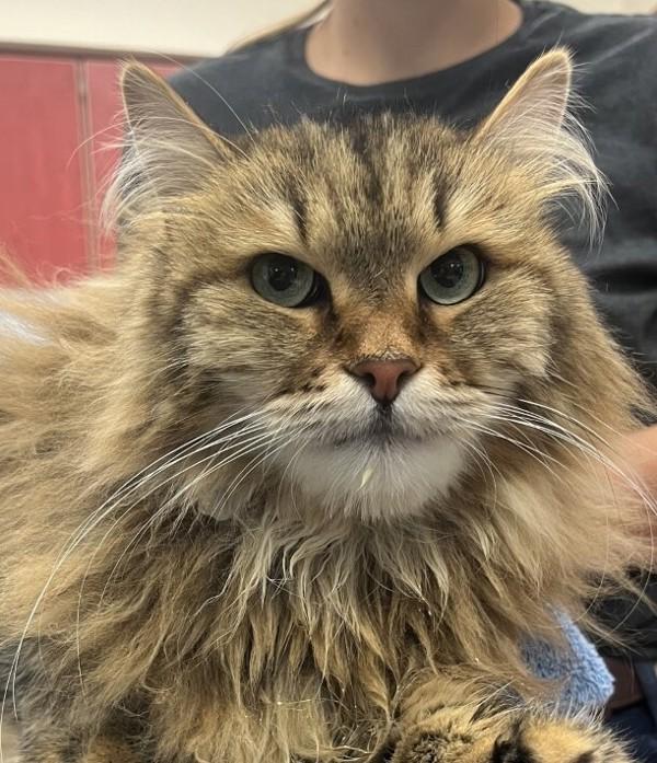 Enlarge Ella, a Adoptable Siberian in Golden, CO image 1/1