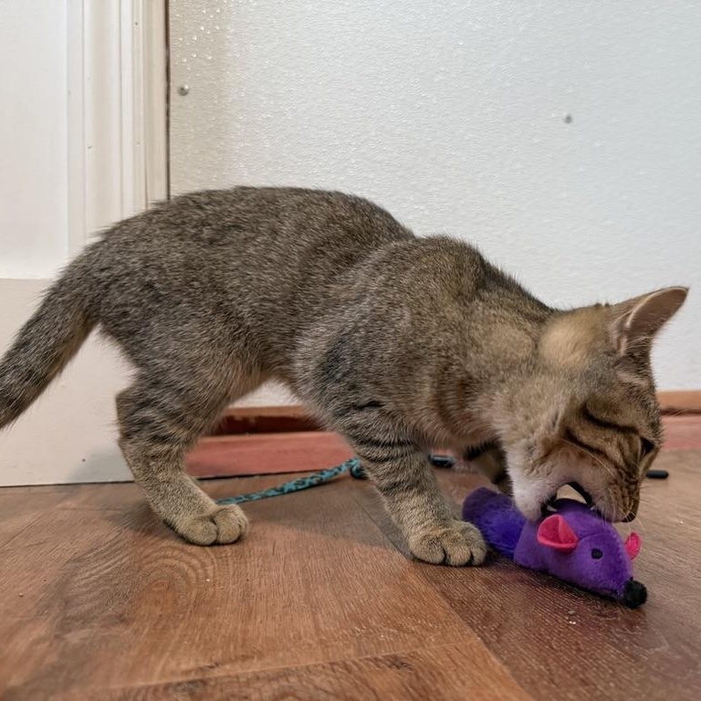 Tovali, a Adoptable Domestic Short Hair in Accord, NY image 6/6