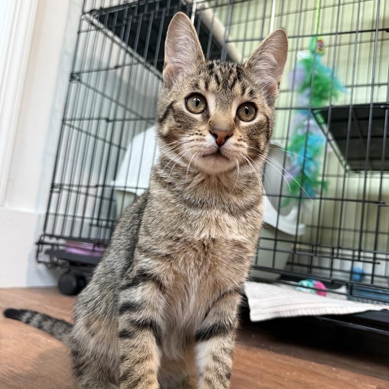 Tovali, a Adoptable Domestic Short Hair in Accord, NY image 4/6