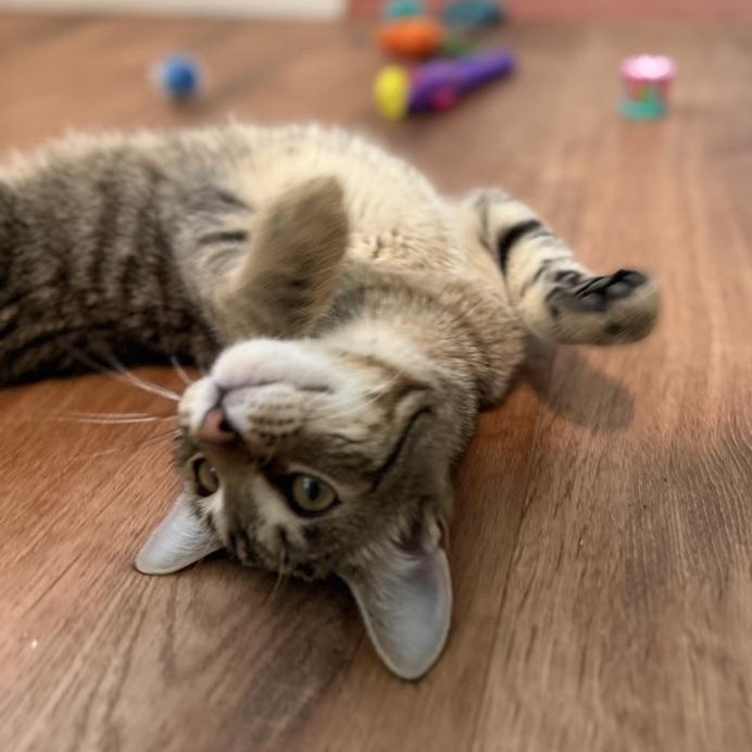 Tovali, a Adoptable Domestic Short Hair in Accord, NY image 1/6