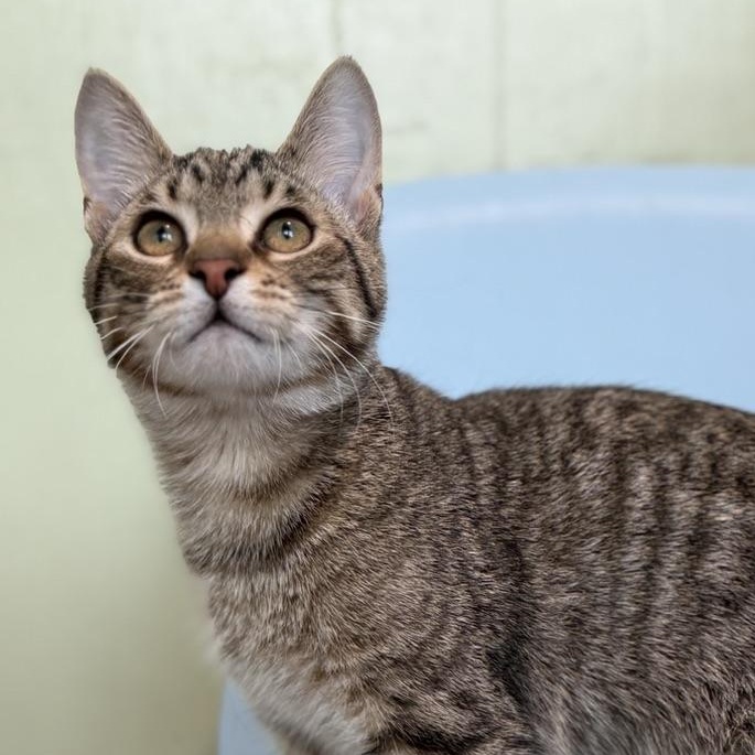 Tovali, a Adoptable Domestic Short Hair in Accord, NY image 2/6