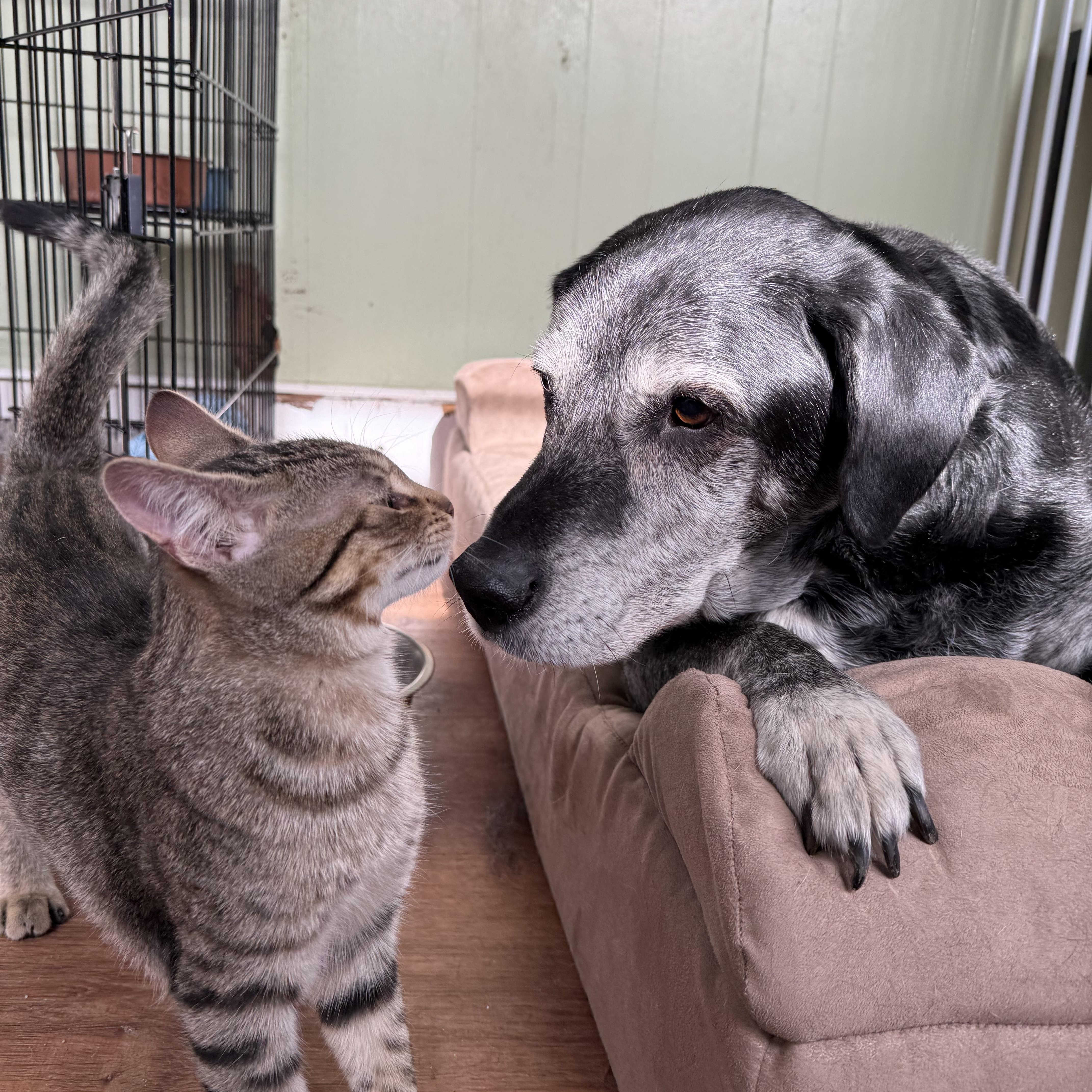 Tovali, a Adoptable Domestic Short Hair in Accord, NY image 5/6