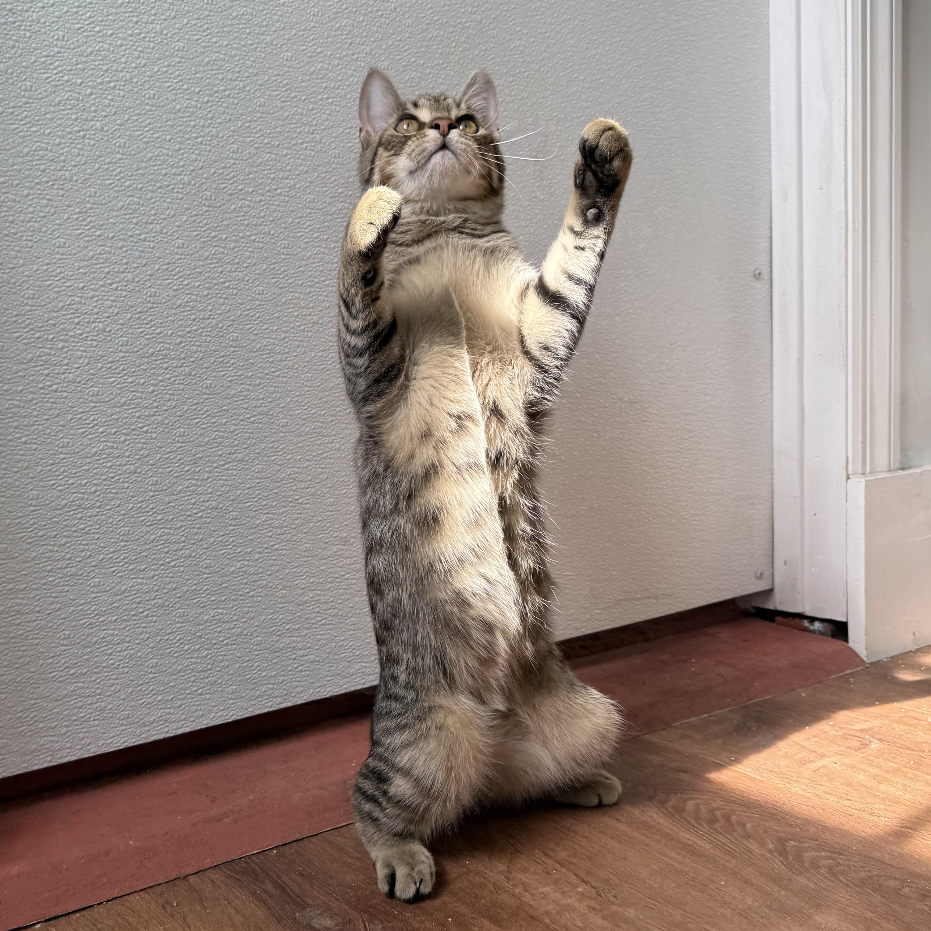 Tovali, a Adoptable Domestic Short Hair in Accord, NY image 3/6