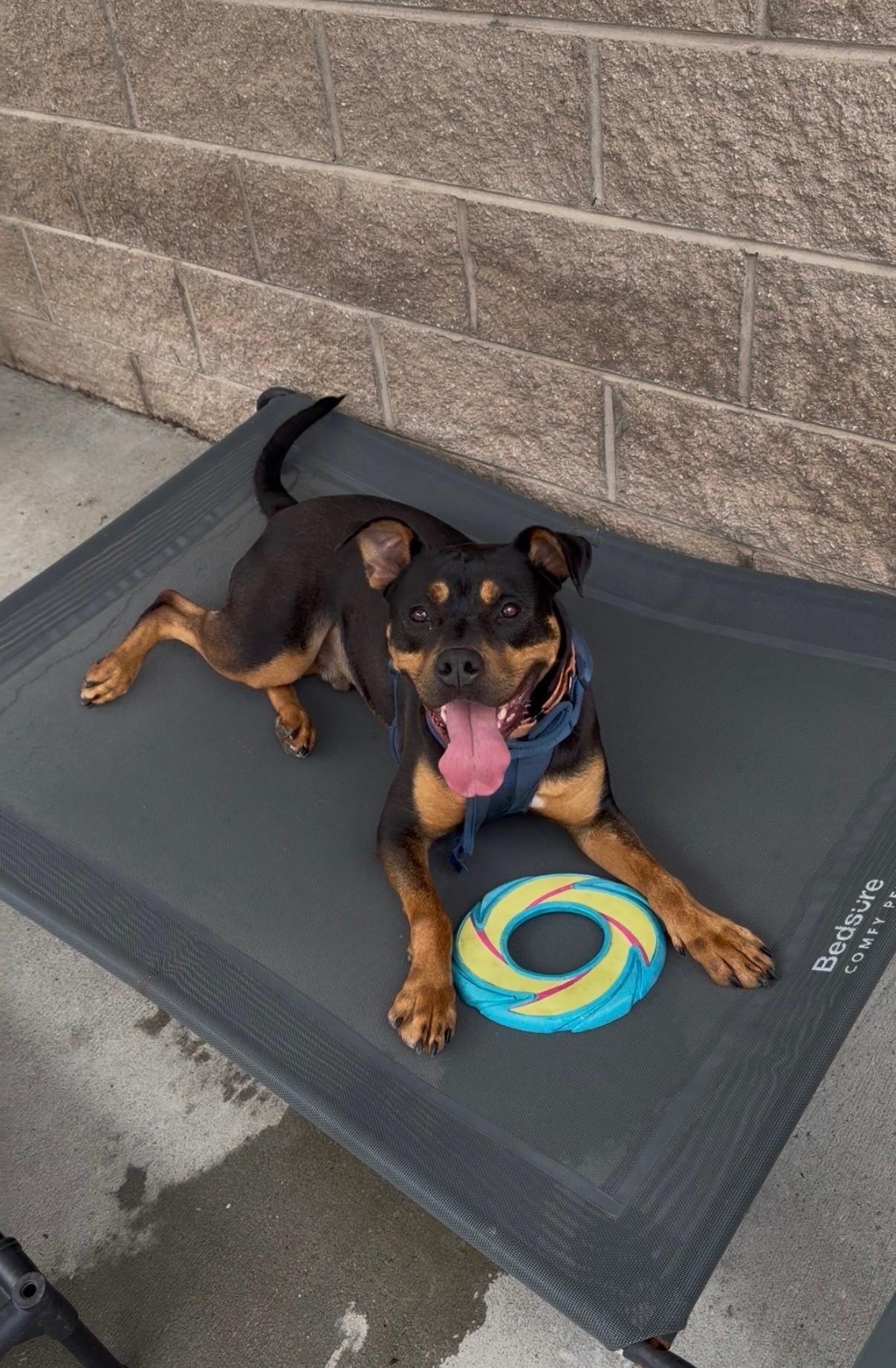 Enlarge Ziggy, a ADOPTABLE mixed breed in Ashland, VA image 5/5