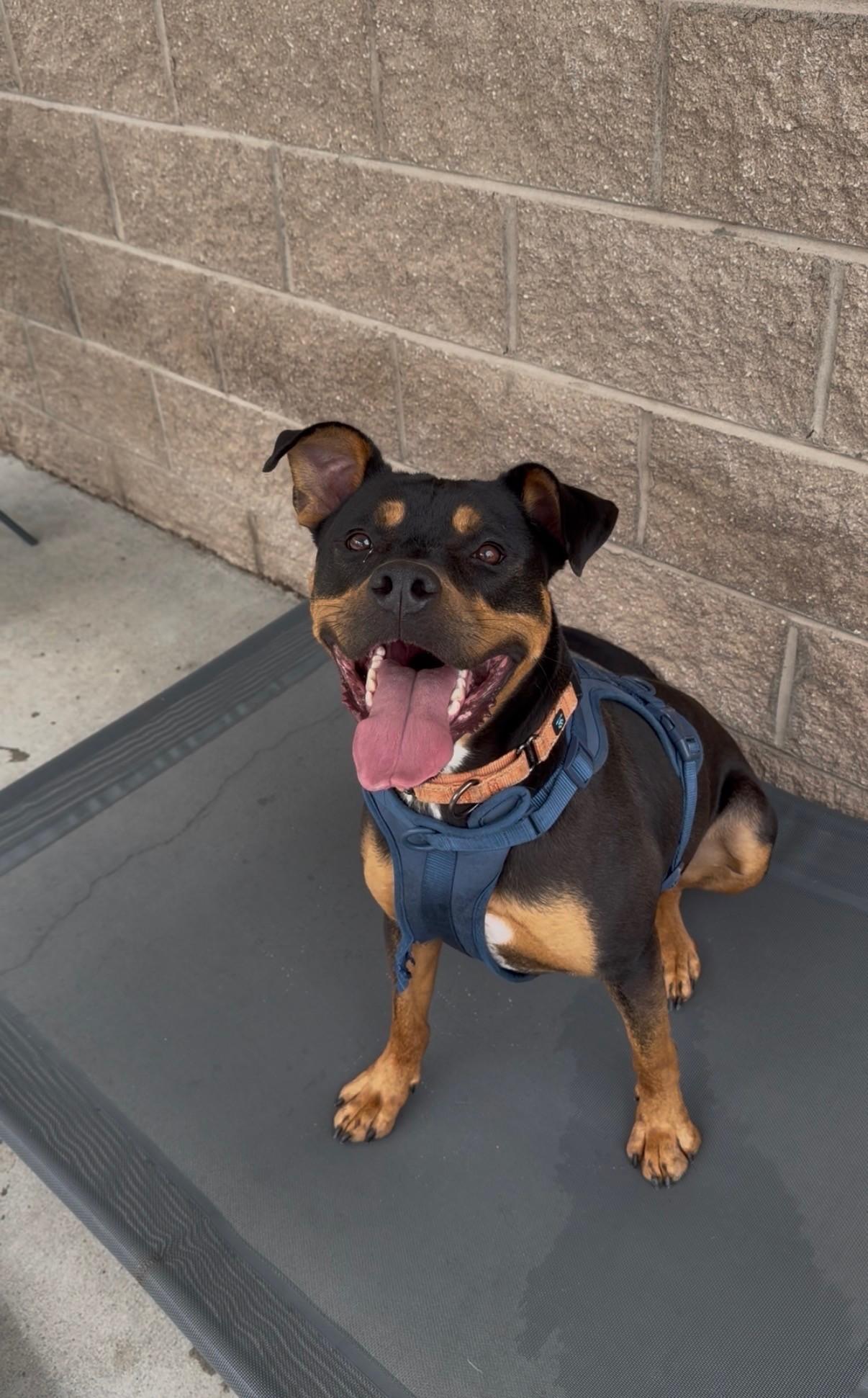 Ziggy, ADOPTABLE, Young Male Rottweiler & Pit Bull Terrier.