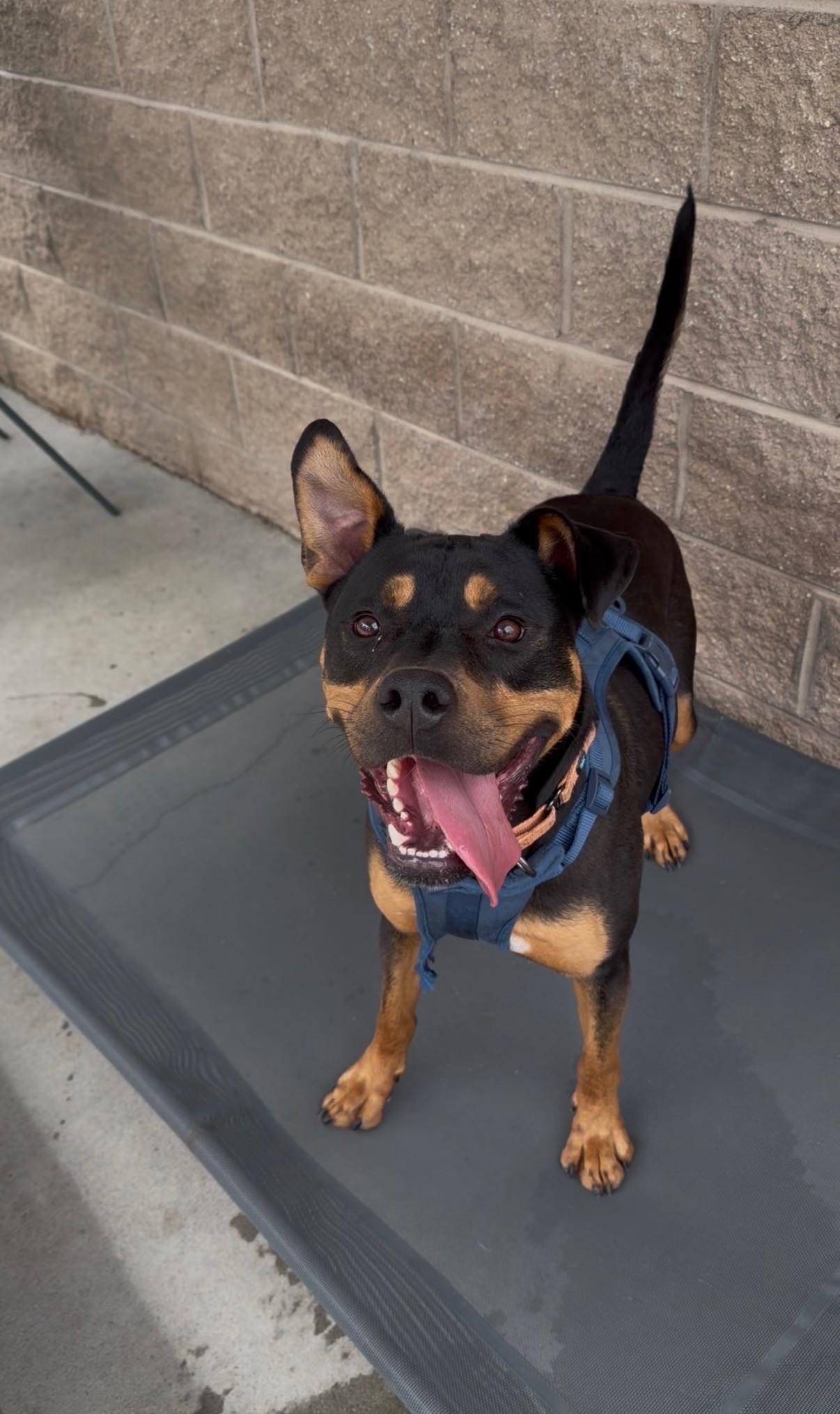 Enlarge Ziggy, a ADOPTABLE mixed breed in Ashland, VA image 3/5