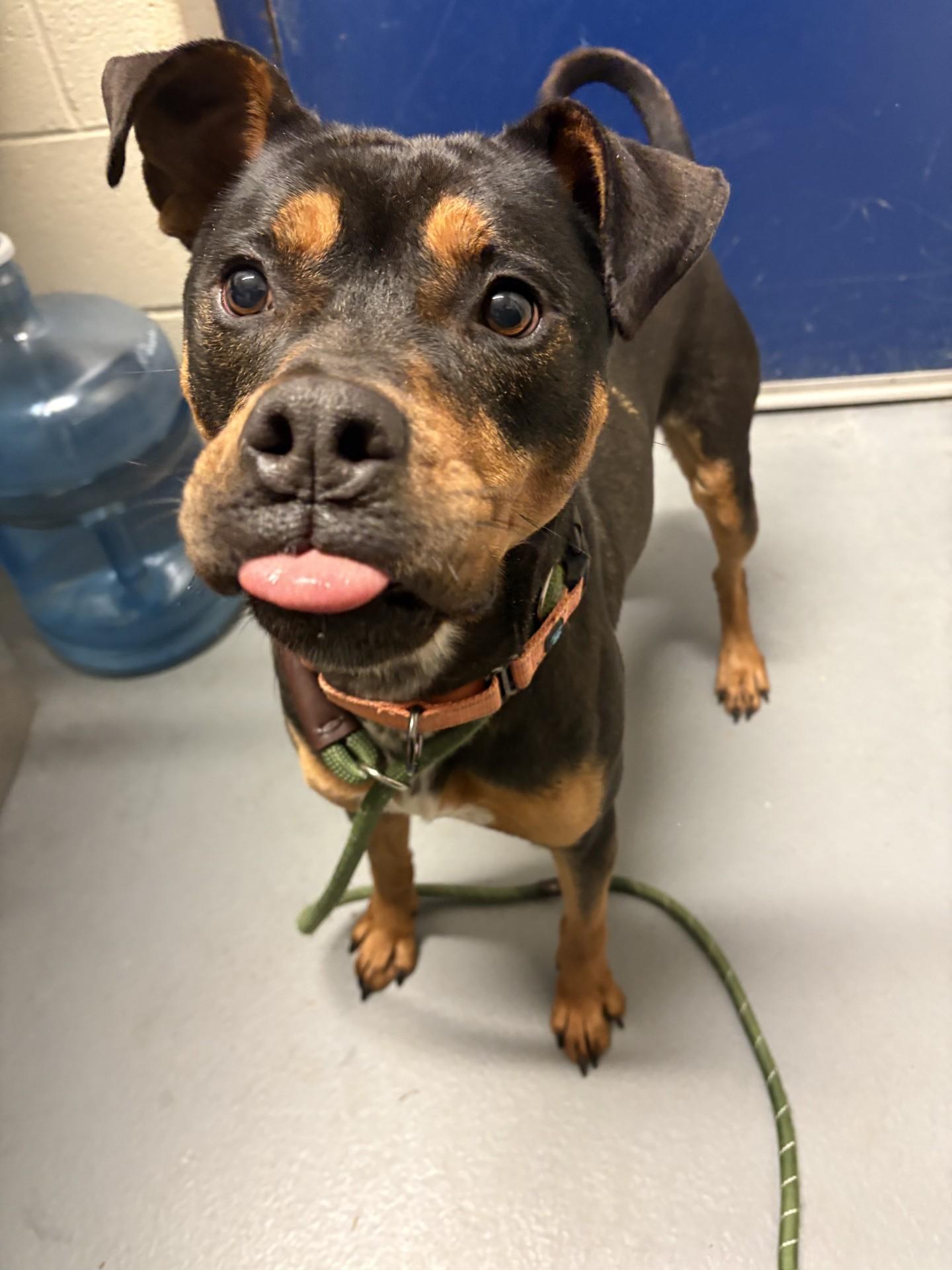 Enlarge Ziggy, a ADOPTABLE mixed breed in Ashland, VA image 1/2