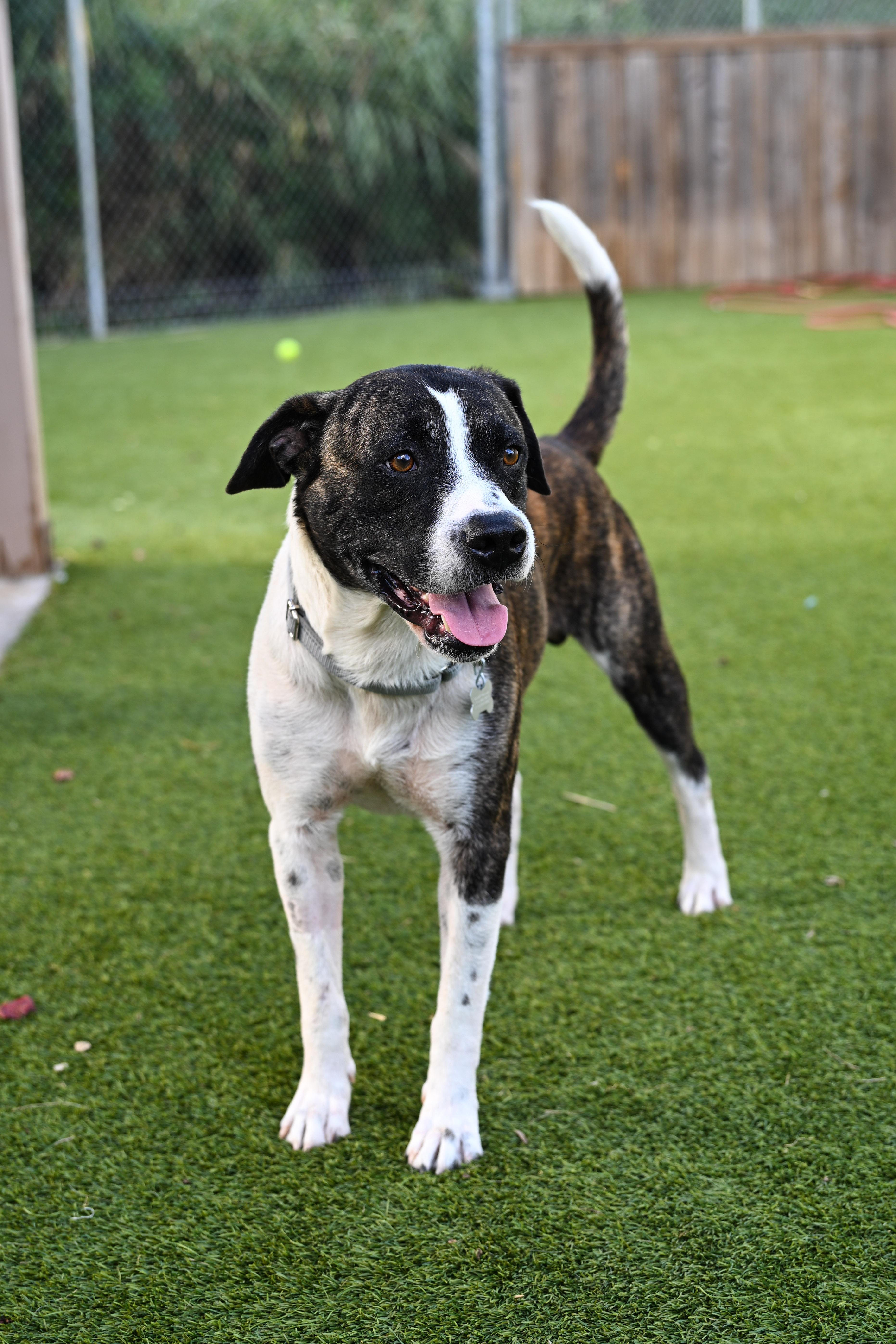 Odem, a Adoptable mixed breed in Hershey, PA image 6/6