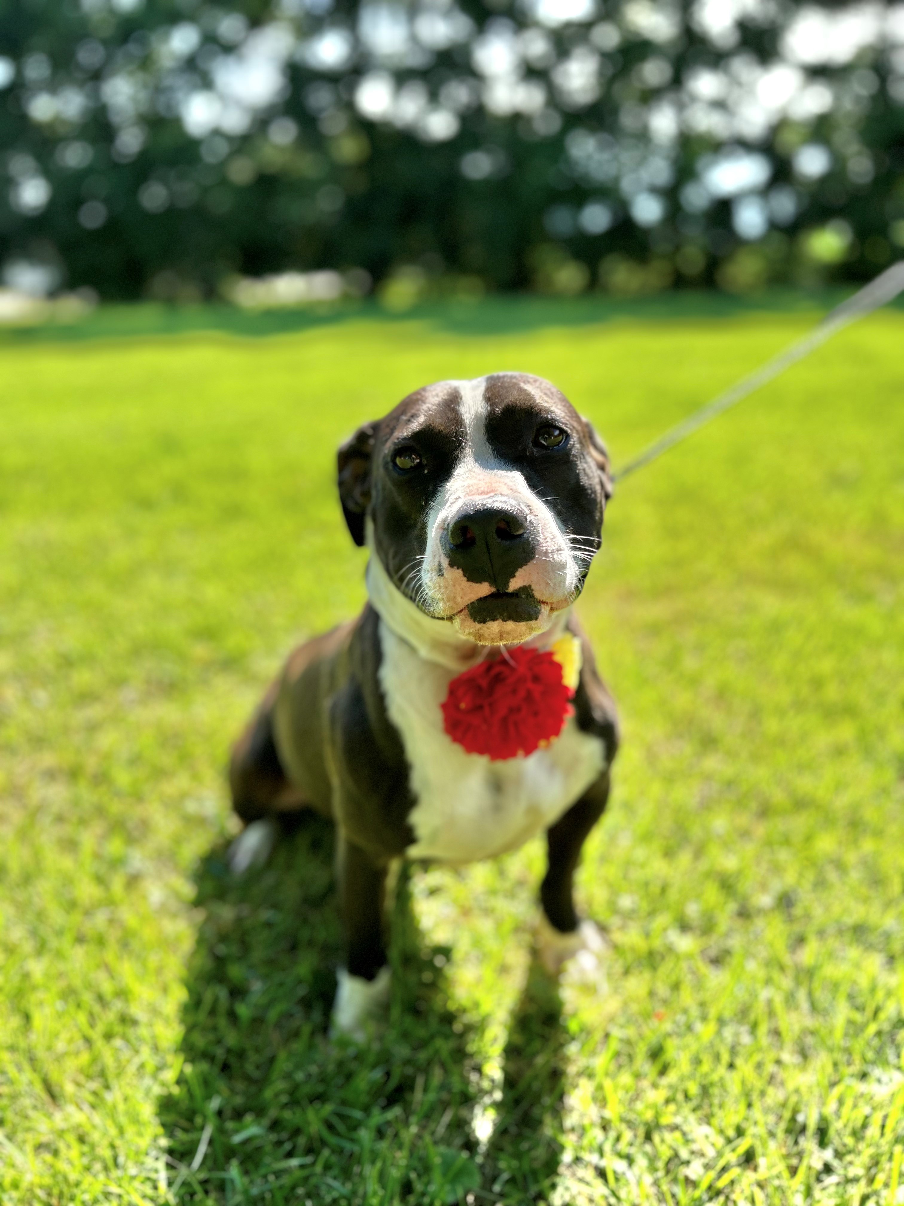Dog for adoption Pepper, a Pit Bull Terrier in Upper Sandusky, OH