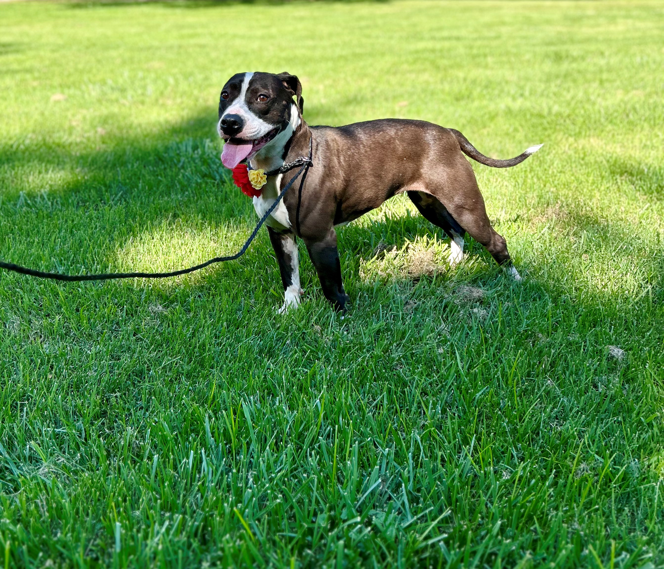 Dog for adoption Pepper, a Pit Bull Terrier in Upper Sandusky, OH