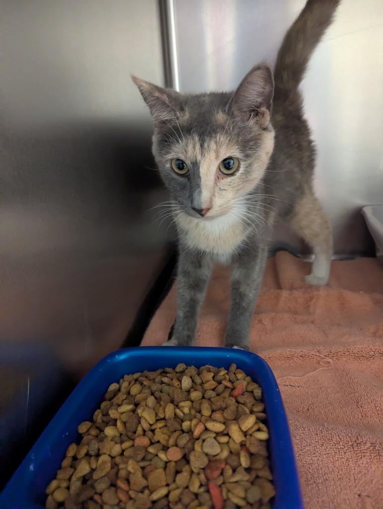 Sparkles, Adoptable, Young Female Domestic Short Hair.