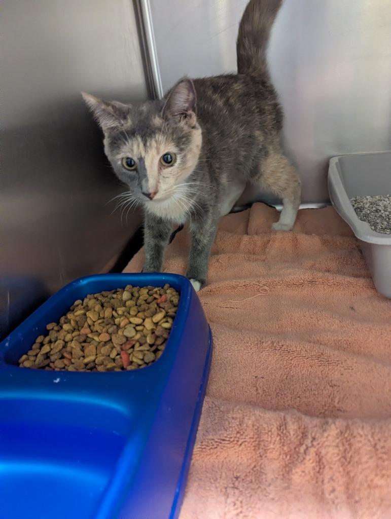 Enlarge Sparkles, a Adoptable mixed breed in Rocky Mount, NC image 2/2