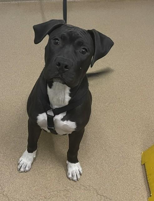 BRUCE, Adoptable, Young Male Pit Bull Terrier.