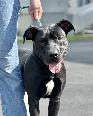 Enlarge GOOSE, a Adoptable mixed breed in Canfield, OH image 1/1
