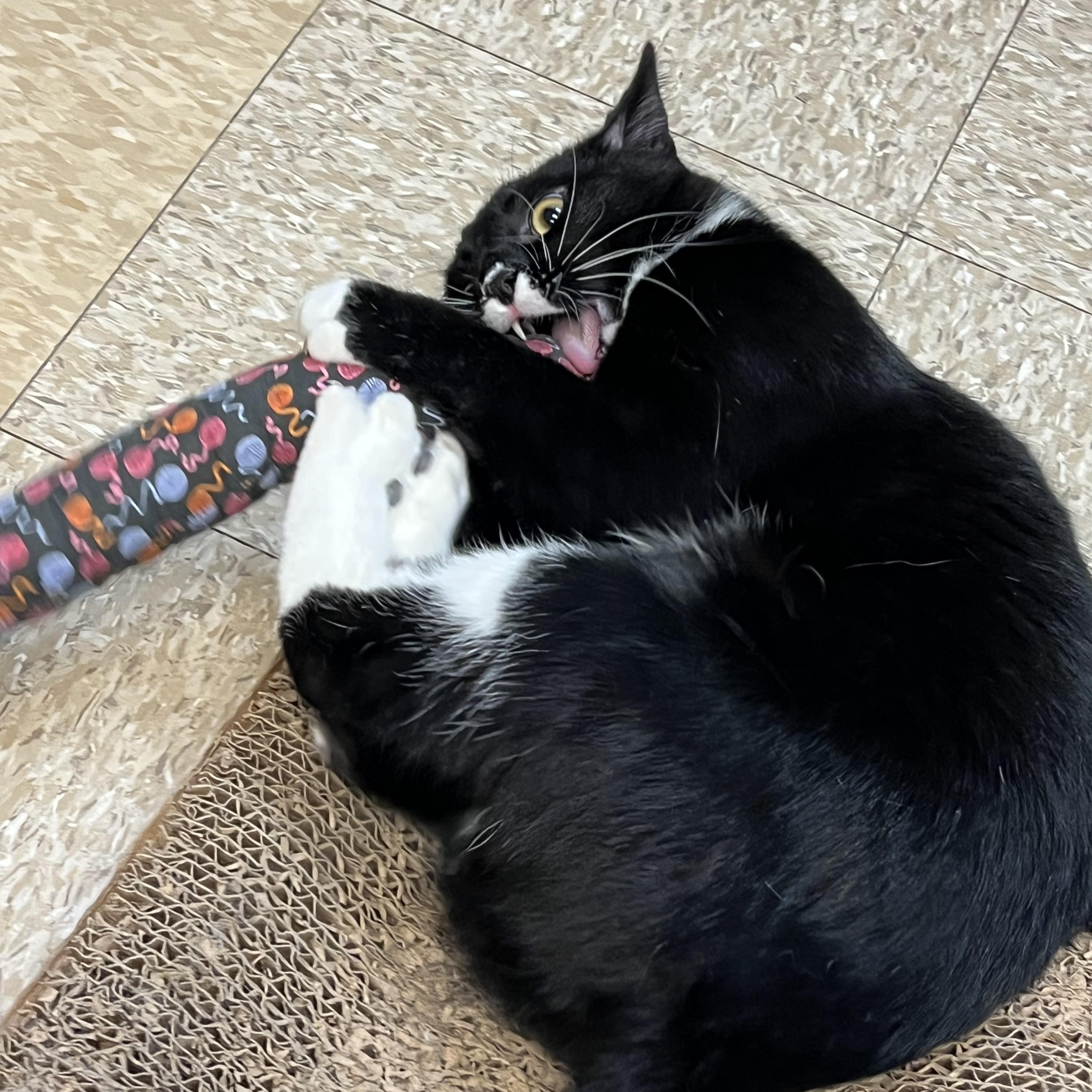 Peep, a ADOPTABLE Domestic Short Hair in Fairmont, MN image 2/6