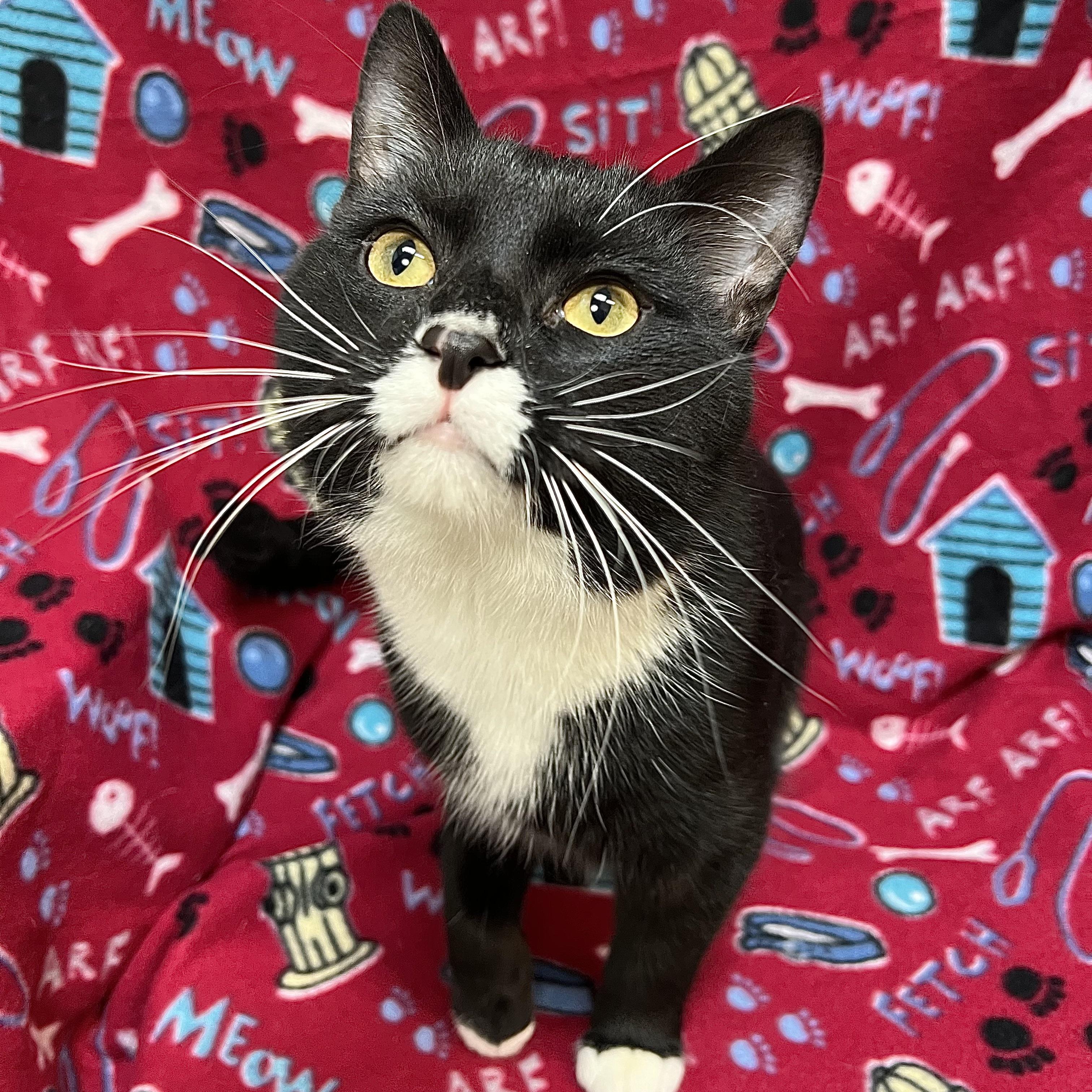 Peep, a ADOPTABLE Domestic Short Hair in Fairmont, MN image 1/6