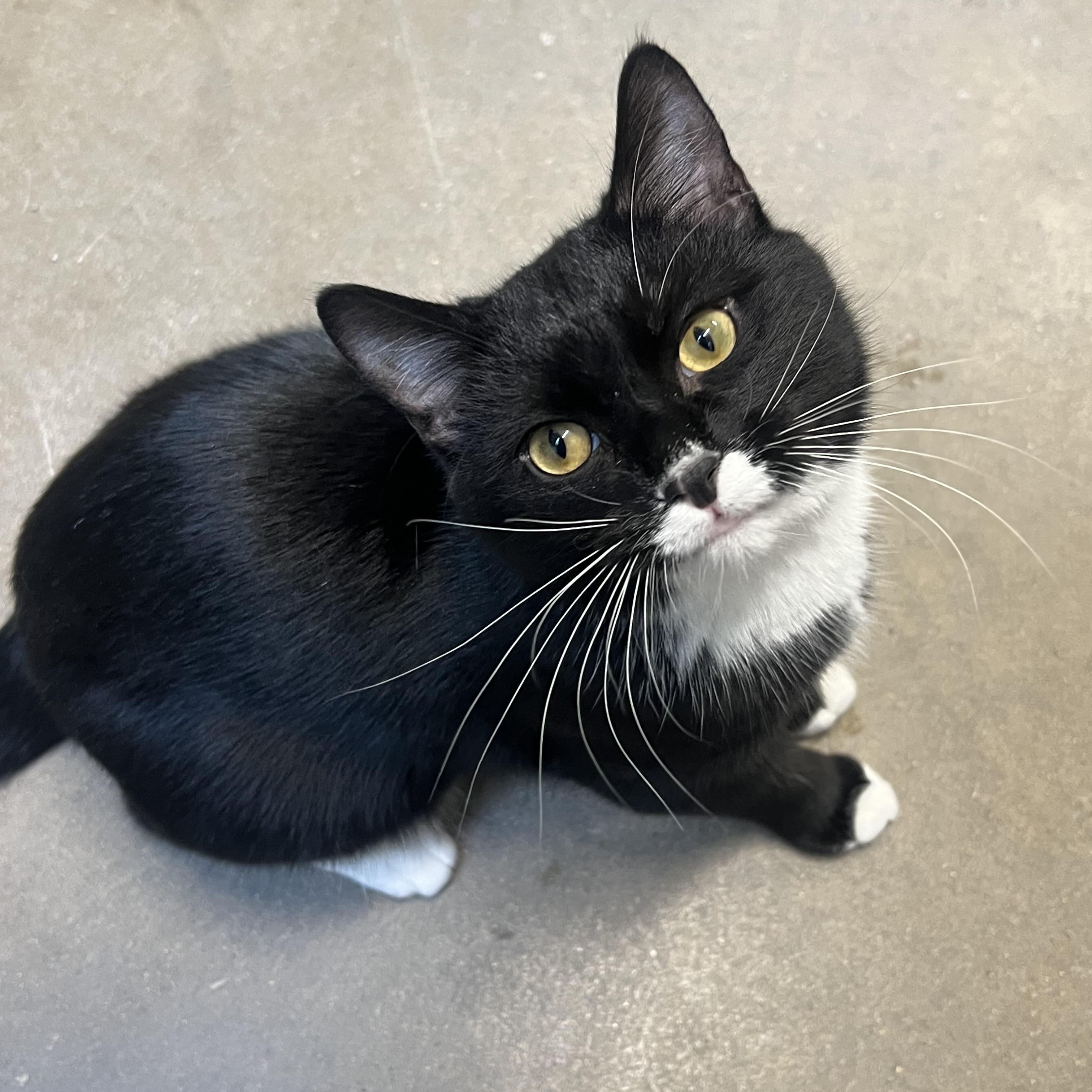 Peep, a ADOPTABLE Domestic Short Hair in Fairmont, MN image 6/6