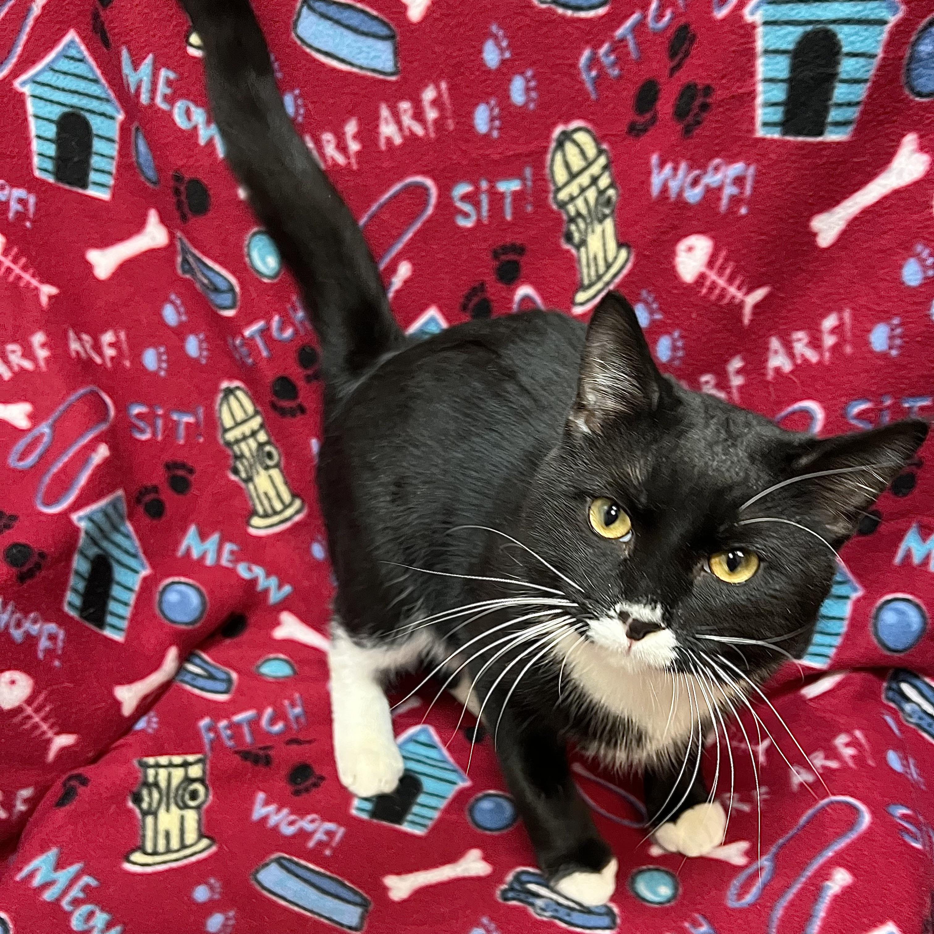 Peep, a ADOPTABLE Domestic Short Hair in Fairmont, MN image 3/6