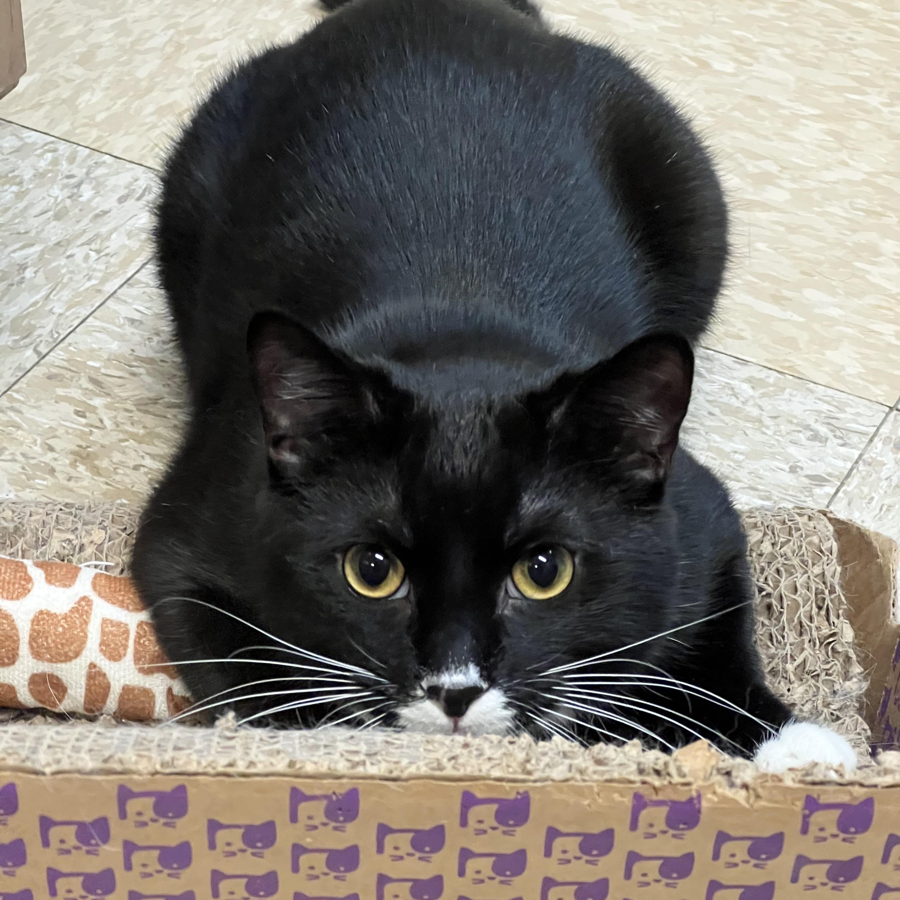 Peep, a ADOPTABLE Domestic Short Hair in Fairmont, MN image 4/6