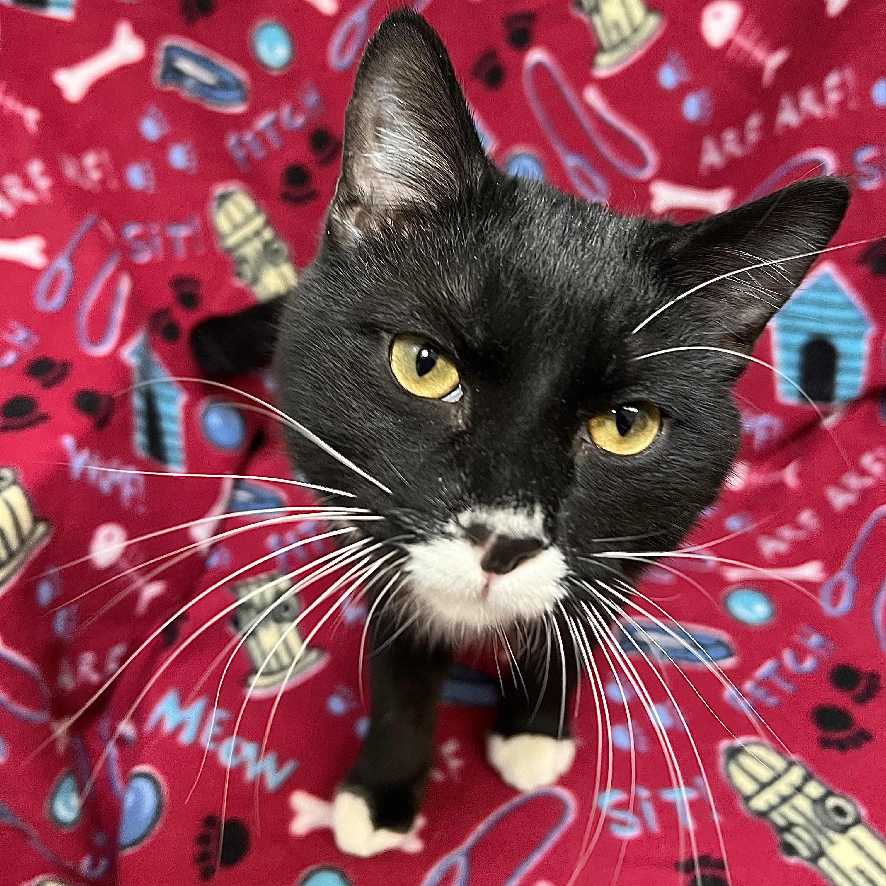Peep, a ADOPTABLE Domestic Short Hair in Fairmont, MN image 5/6