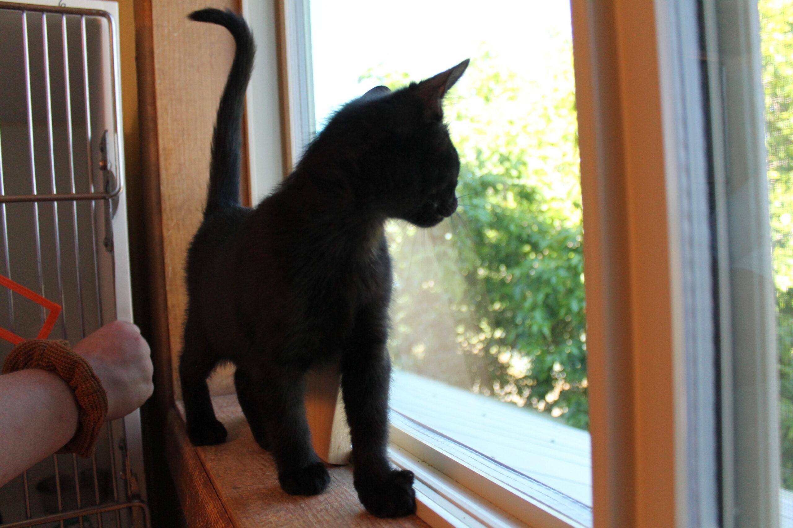 Enlarge Orion, a ADOPTABLE mixed breed in McCall, ID image 2/2