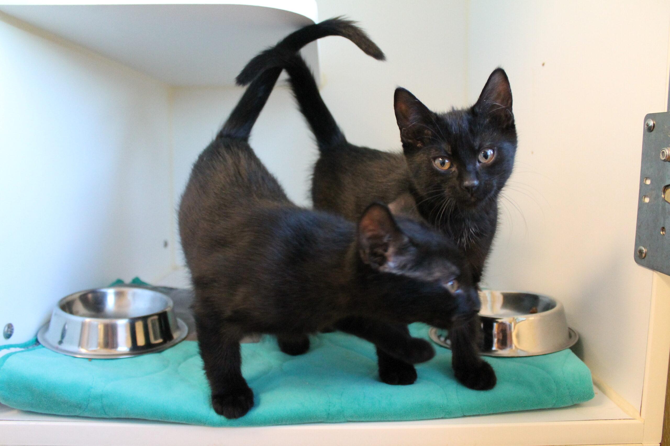 Enlarge Orion, a ADOPTABLE mixed breed in McCall, ID image 1/2