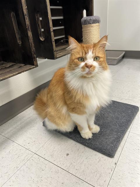 Enlarge SUNNY D, a Adoptable Domestic Medium Hair in Kent, WA image 1/1