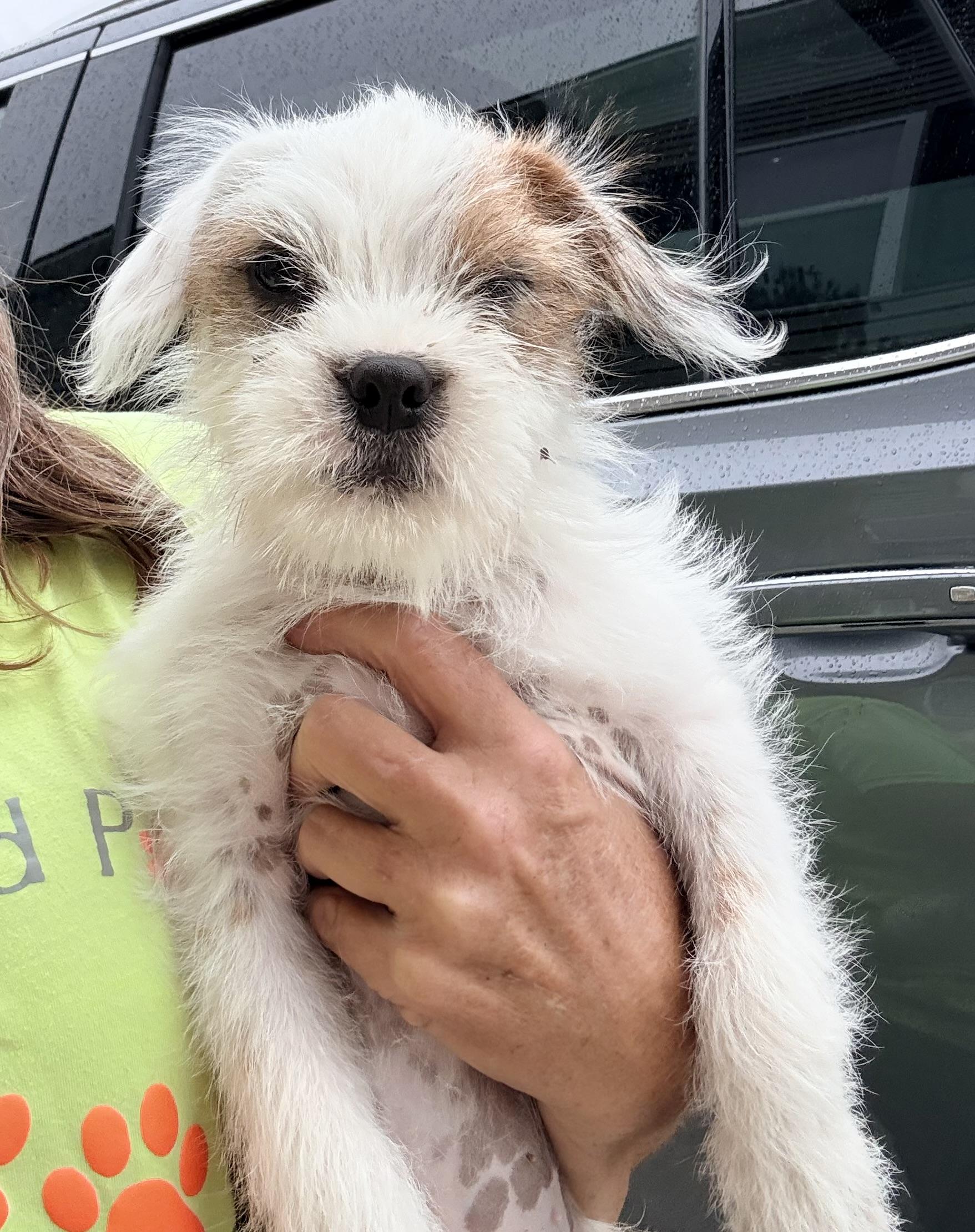 BUGSY, a ADOPTABLE mixed breed in Cincinnati, OH image 2/2