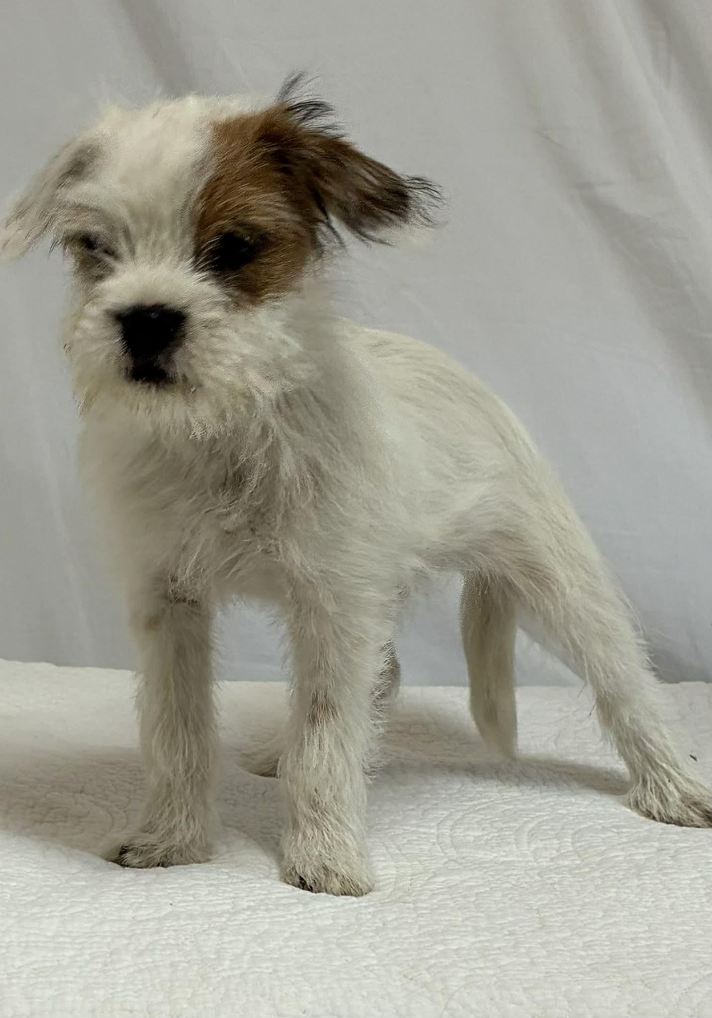 BUGSY, ADOPTABLE, Young Male Terrier & Poodle.