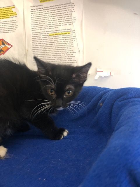 Enlarge SASHA!, a Adoptable Domestic Short Hair in Owensboro, KY image 3/4