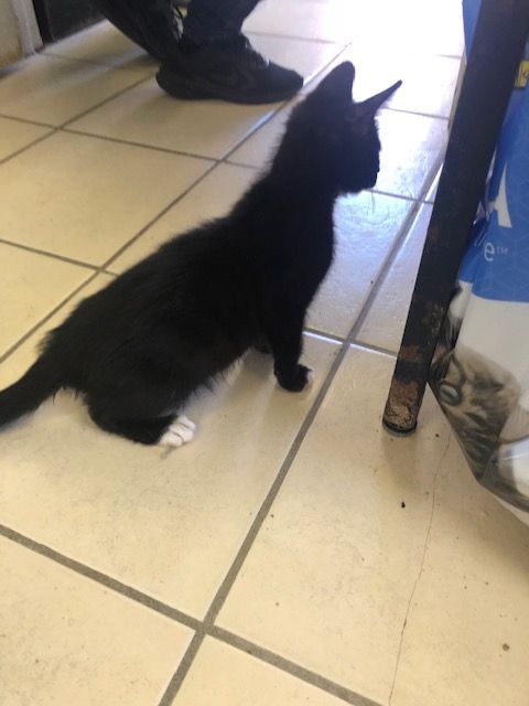 Enlarge SASHA!, a Adoptable Domestic Short Hair in Owensboro, KY image 4/4