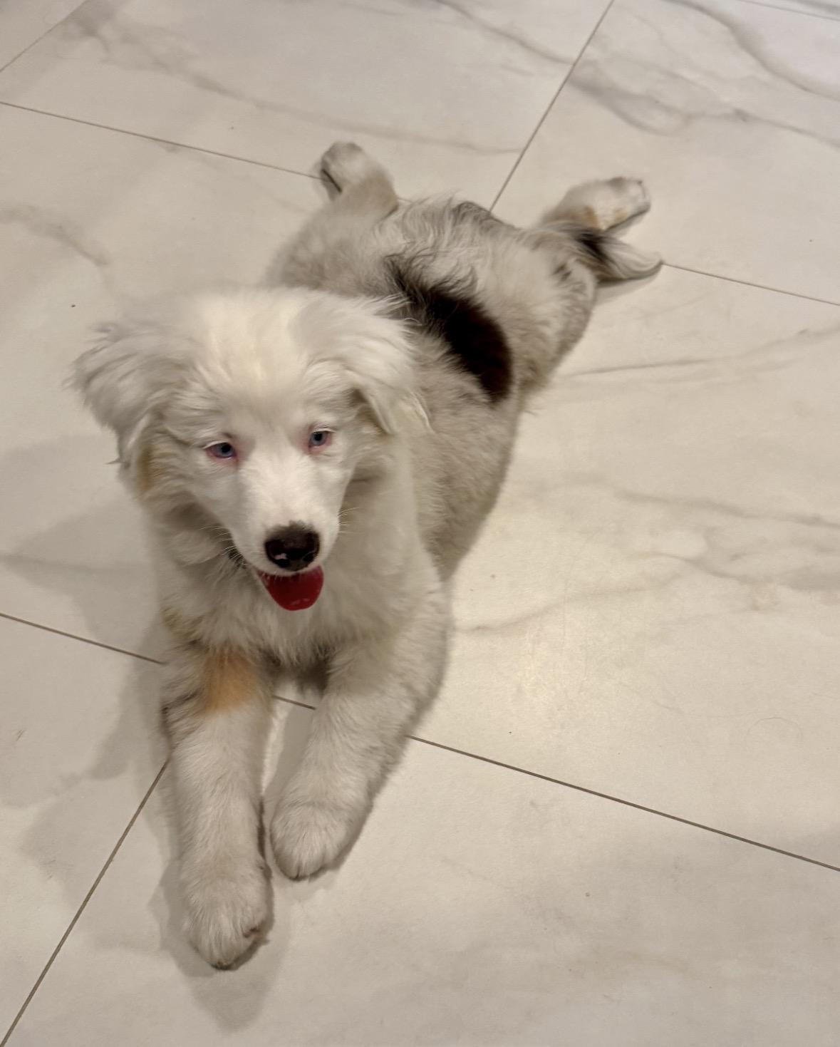 Enlarge Atlas (DM), a Adoptable Australian Shepherd in Arlington, TX image 1/5