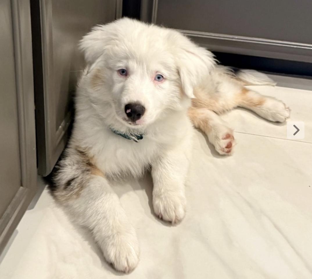 Enlarge Atlas (DM), a Adoptable Australian Shepherd in Arlington, TX image 2/5