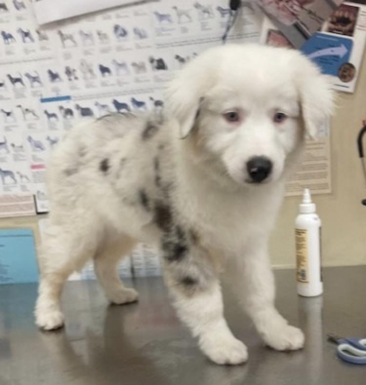 Enlarge Atlas (DM), a Adoptable Australian Shepherd in Arlington, TX image 3/5