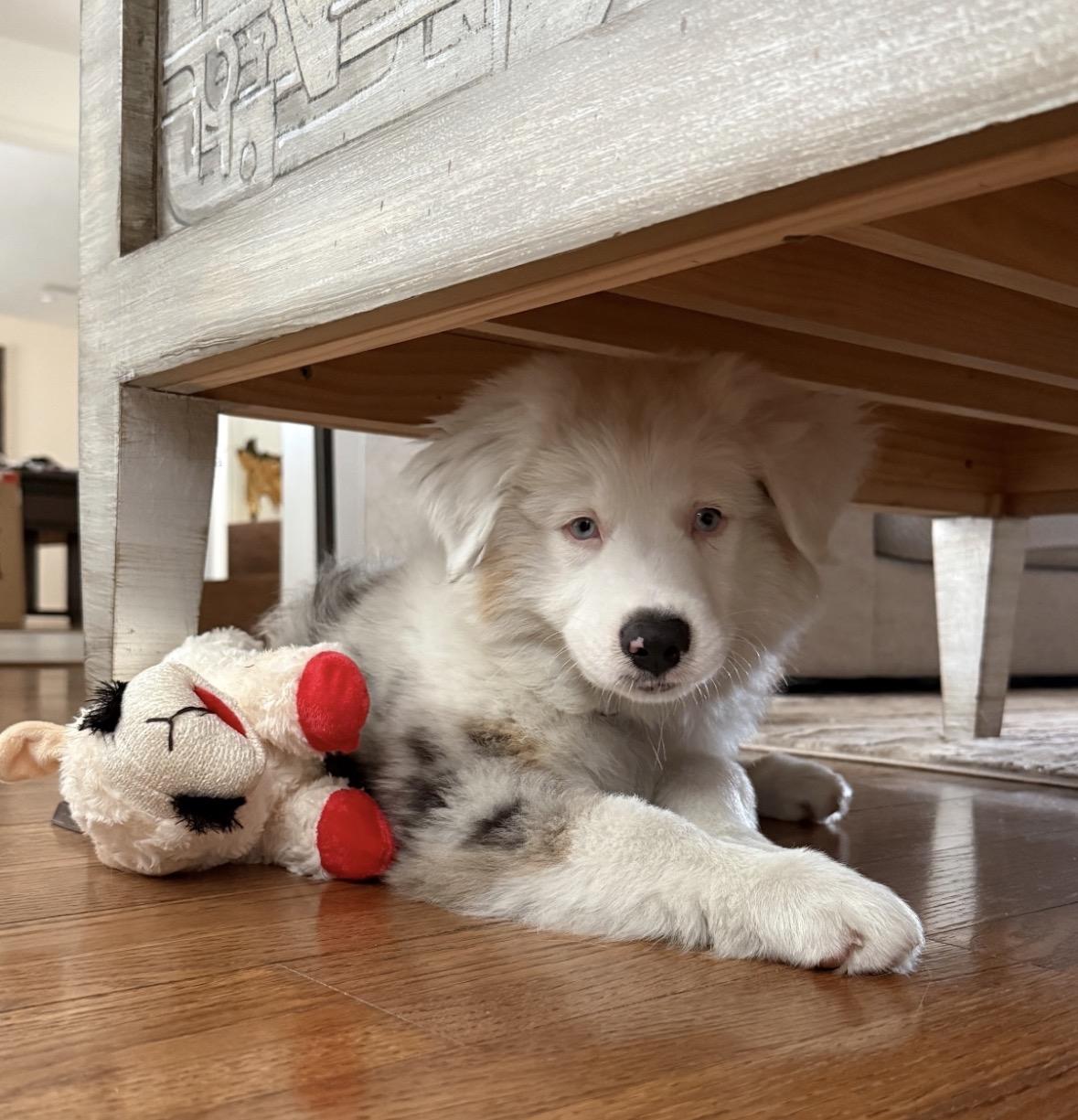 Enlarge Atlas (DM), a Adoptable Australian Shepherd in Arlington, TX image 4/5