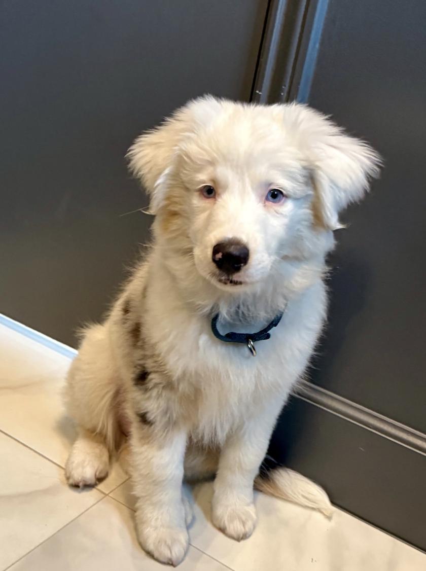 Enlarge Atlas (DM), a Adoptable Australian Shepherd in Arlington, TX image 5/5