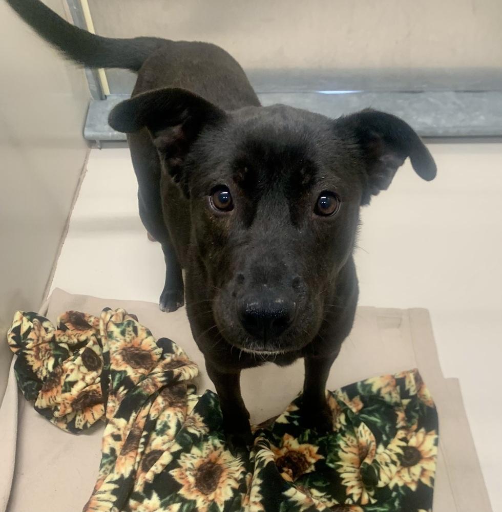 Carly, Adoptable, Young Female Mixed Breed.