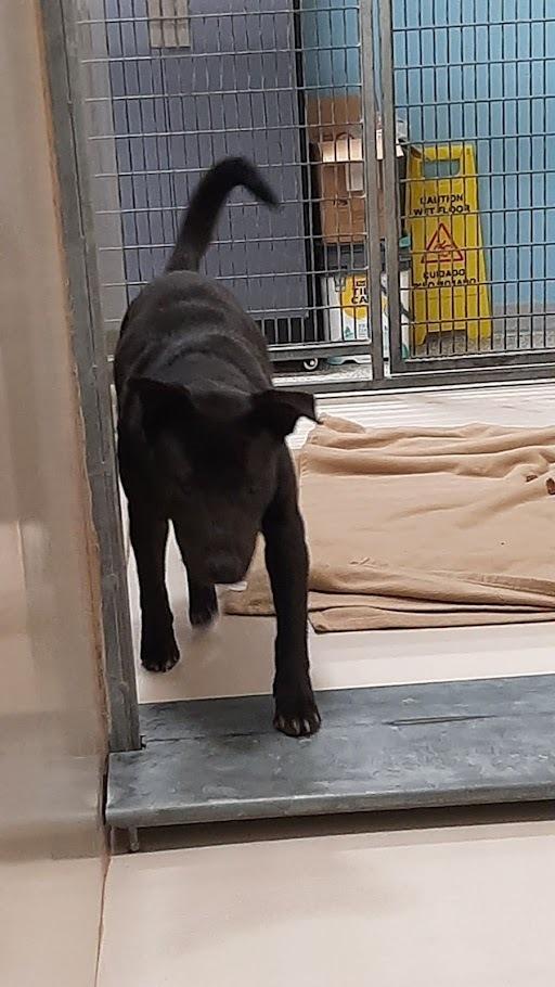 Carly, Adoptable, Young Female Mixed Breed.